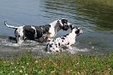 DOGUE ALLEMAND 078